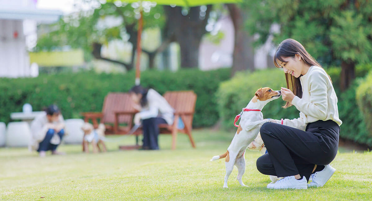 芝生のドッグラン