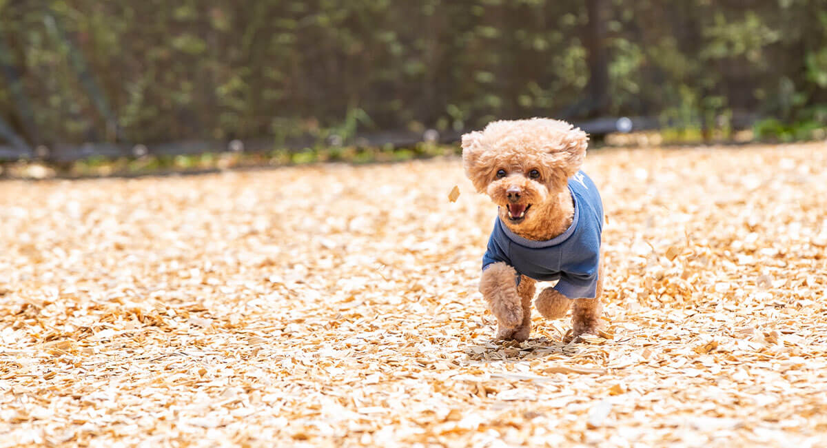屋外ドッグラン